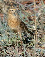 Image de Pipit du Vaal