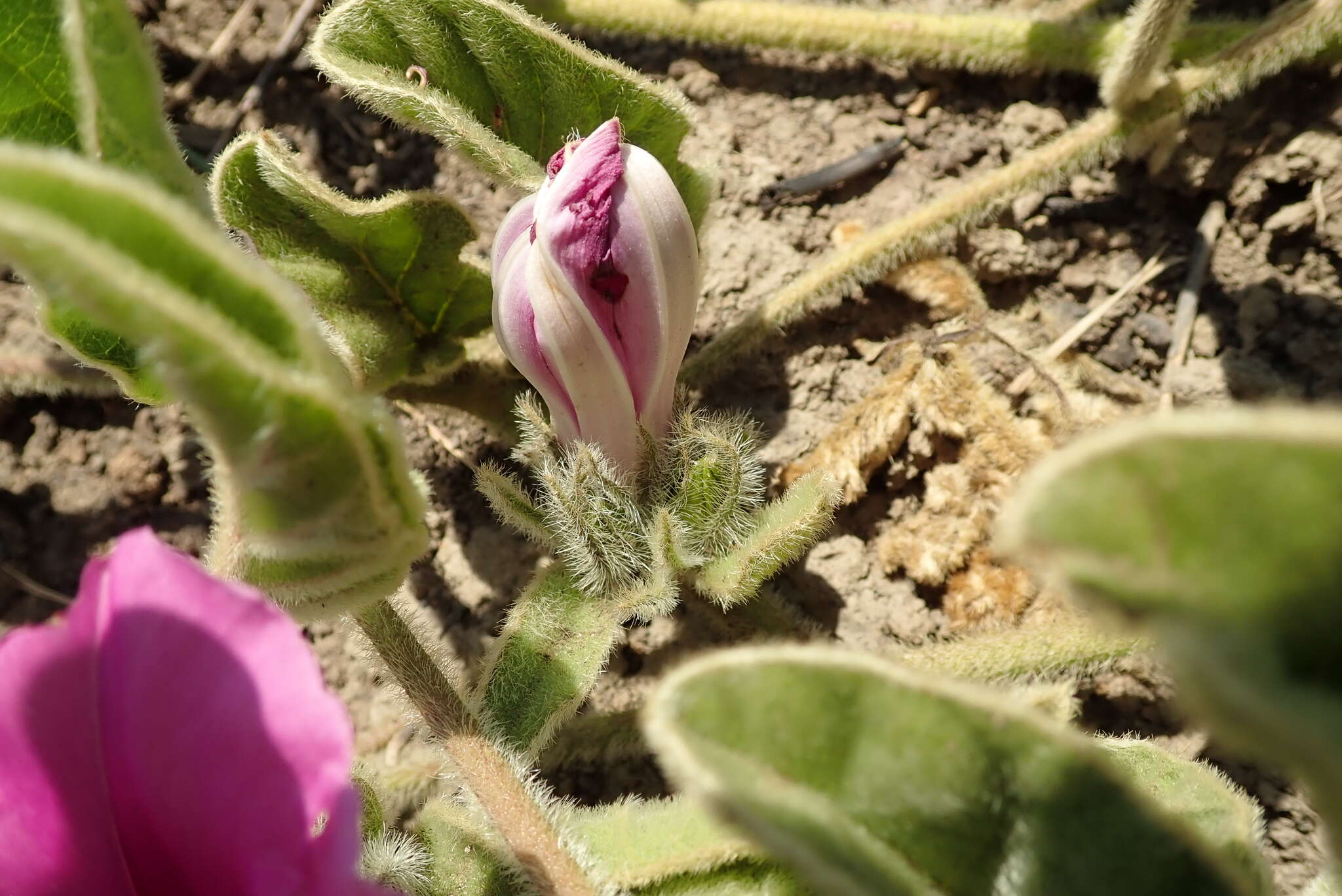 Image of Ipomoea pellita Hall. fil.