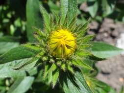 Image of Inula hirta