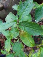 Image of alpine honeysuckle