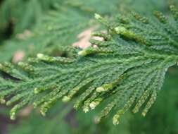 Selaginella tamariscina (Beauv.) Spring resmi