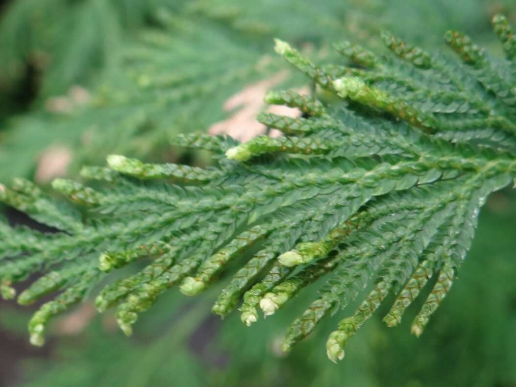 Selaginella tamariscina (Beauv.) Spring resmi