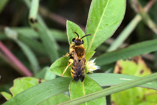 Plancia ëd Nomia crassipes (Fabricius 1789)