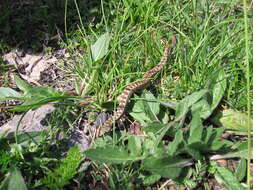 صورة Vipera latastei Bosca 1878