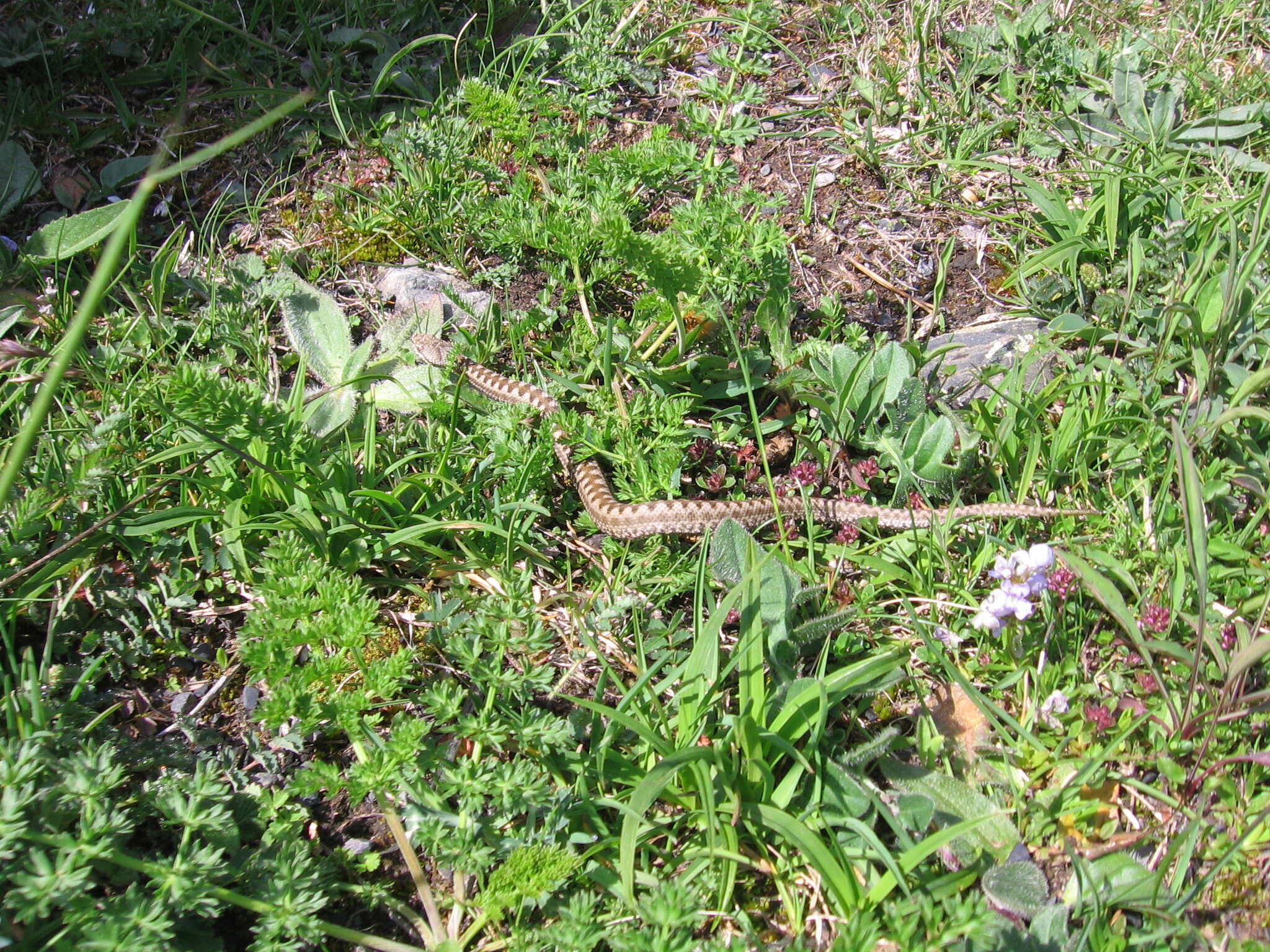 صورة Vipera latastei Bosca 1878