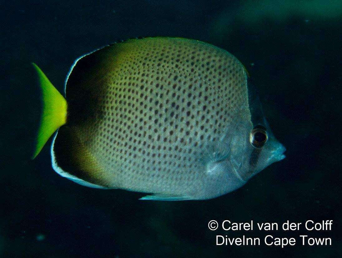 Image of African Butterflyfish