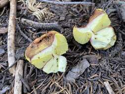 Image of Gastroboletus vividus Trappe & Castellano 2000