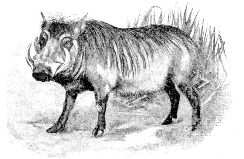 Image of Desert Warthog