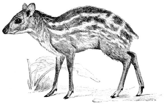 Image of Chevrotain