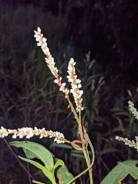 Imagem de Persicaria attenuata (R. Br.) Sojak