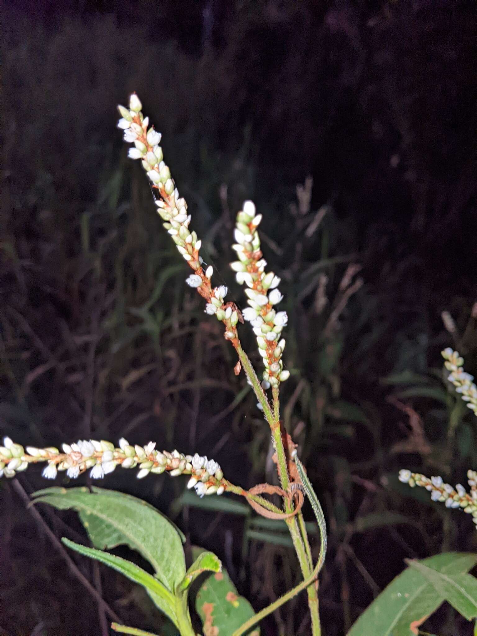 Image de Persicaria attenuata (R. Br.) Sojak