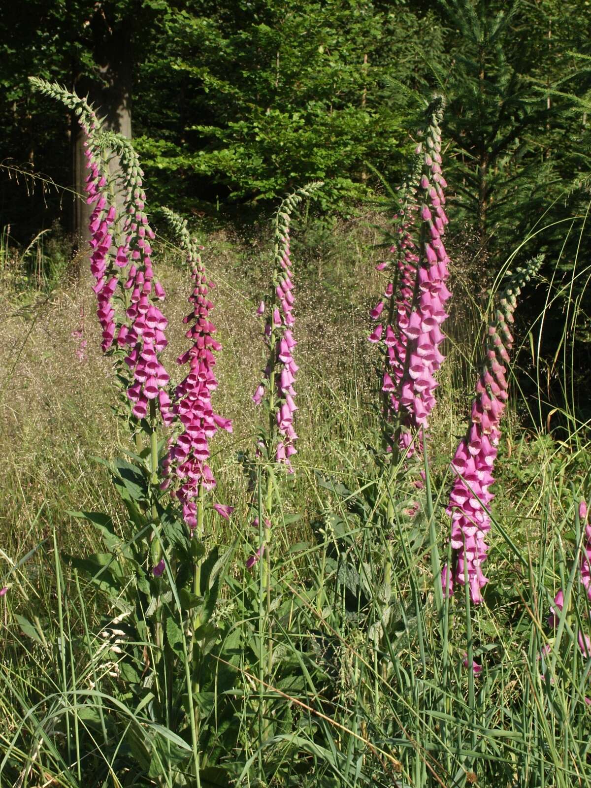 Imagem de Digitalis purpurea L.