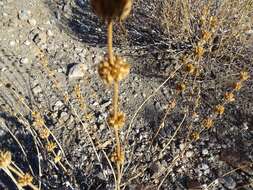 Image of scallopleaf sage