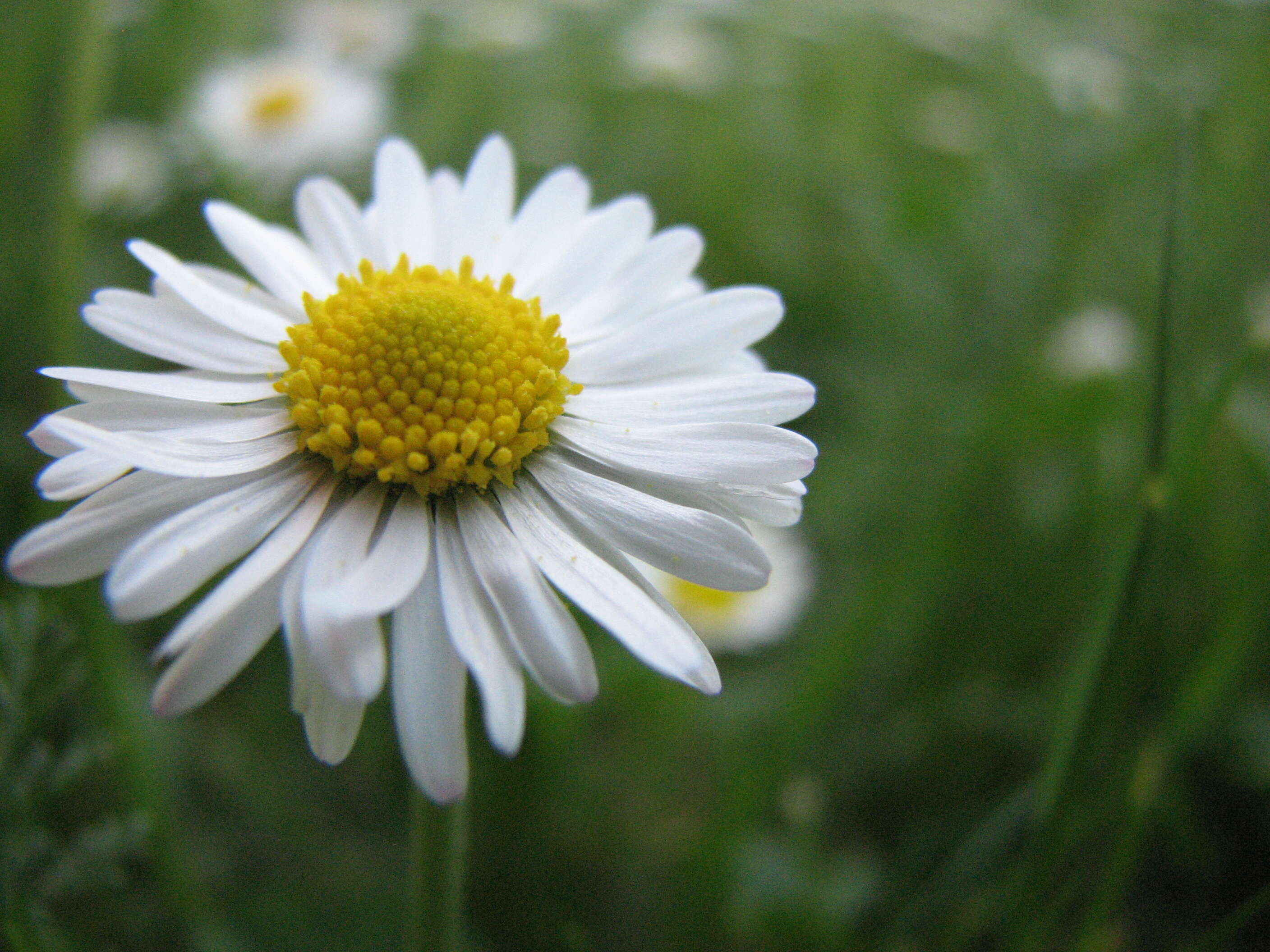 Image of Daisy