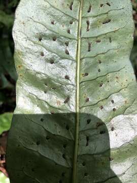 Image of Neocheiropteris ensata (Thunb.) Ching