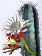 Cereus repandus (L.) Mill. resmi