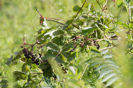 Imagem de Sambucus canadensis L.