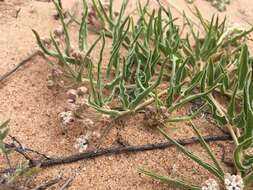 Image of dwarf milkweed