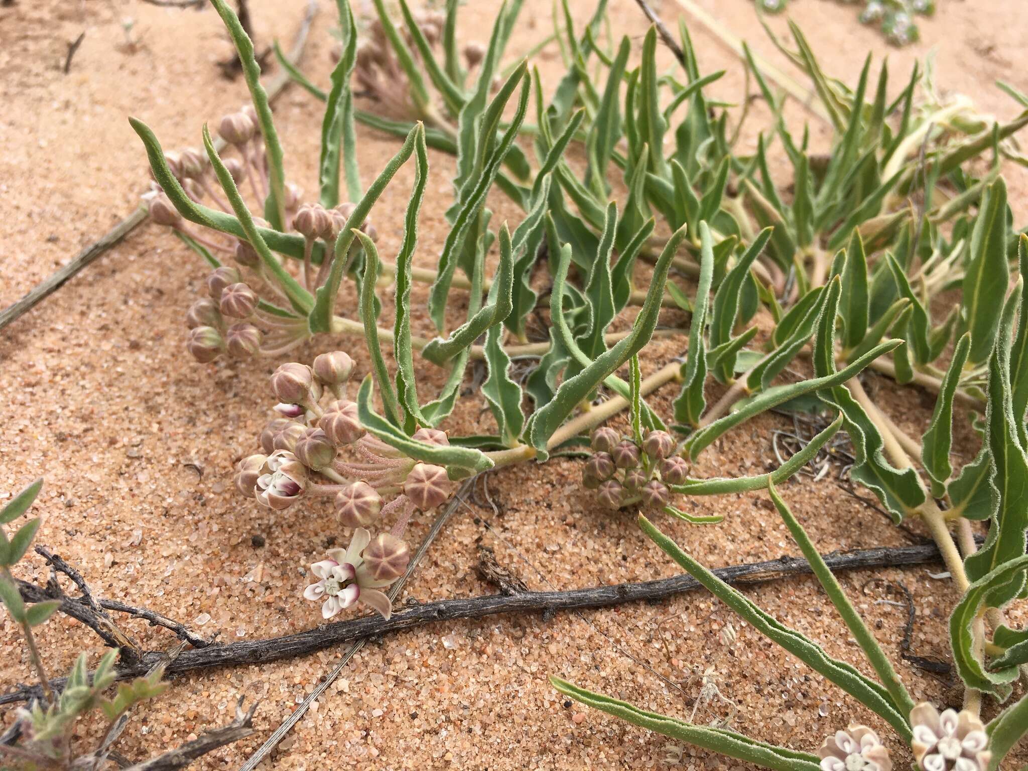 Слика од Asclepias involucrata Engelm. ex Torr.