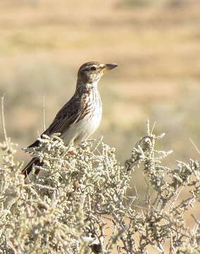 Image of Galerida magnirostris magnirostris (Stephens 1826)