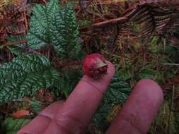 Image of Rubus acanthophyllos Focke