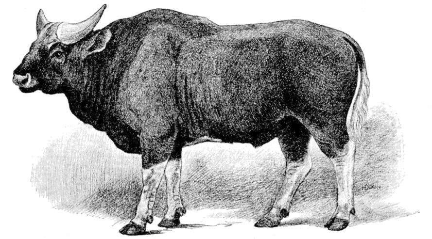 Image of Gaur