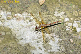 Image of <i>Sympetrum striolatum imitoides</i> Bartenef 1919