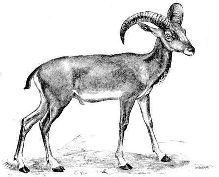 Image of Ladakh Urial