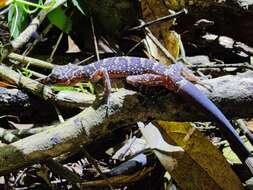 Image of Cyrtodactylus wayakonei Nguyen, Kingsada, Rösler, Auer & Ziegler 2010