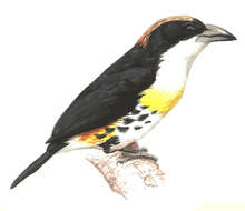 Image of Spot-crowned Barbet