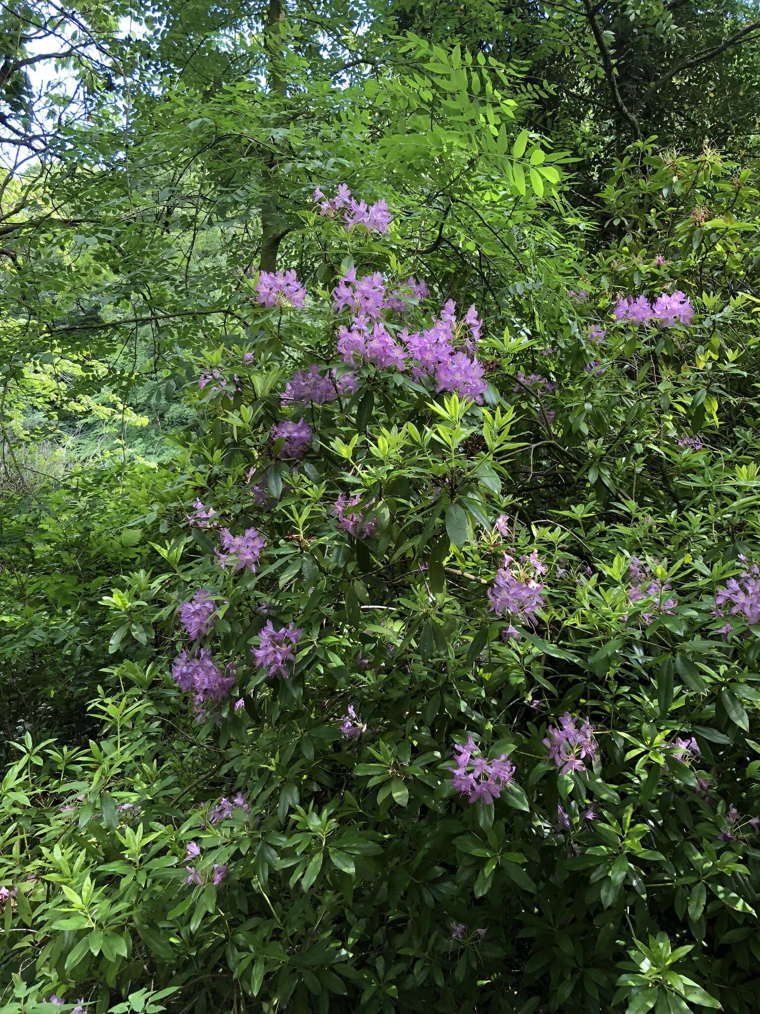 Image of Pontic Rhododendron