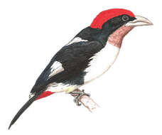 Image of Black-girdled Barbet