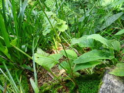 Image of Rumex arifolius All.