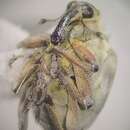 Image of European Water Milfoil Weevil