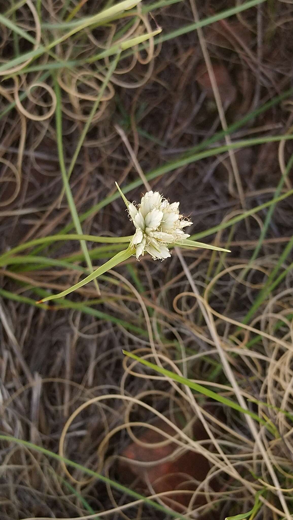 Image of Cyperus niveus var. leucocephalus (Kunth) Fosberg