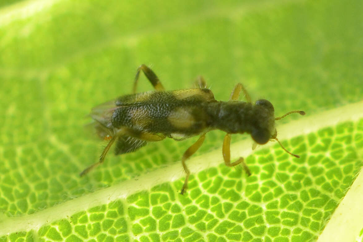 Image of Phyllobaenus pallipennis (Say 1825)