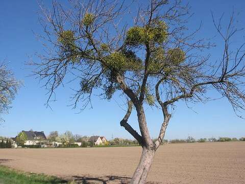 Image of European mistletoe