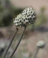 Image of Drummond's anemone