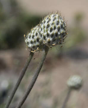 Anemone drummondii S. Wats. resmi