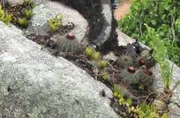 Image of Melocactus ernestii Vaupel