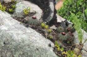 Image of Melocactus ernestii Vaupel