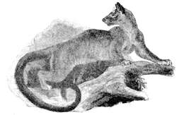 Image of fossa