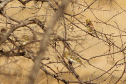 Image of Sudan Golden Sparrow