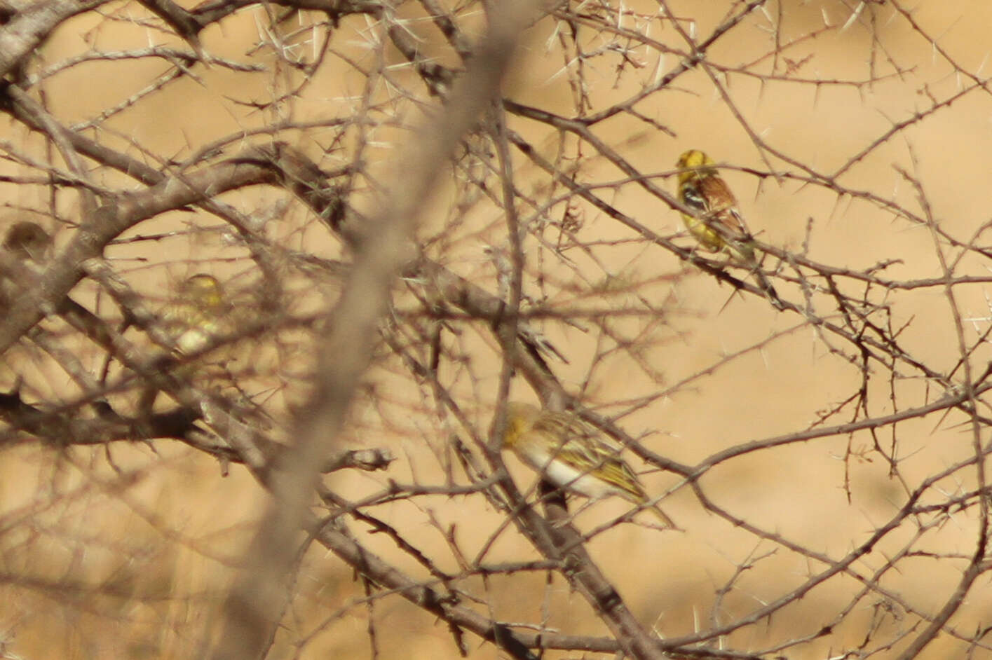 Image of Sudan Golden Sparrow