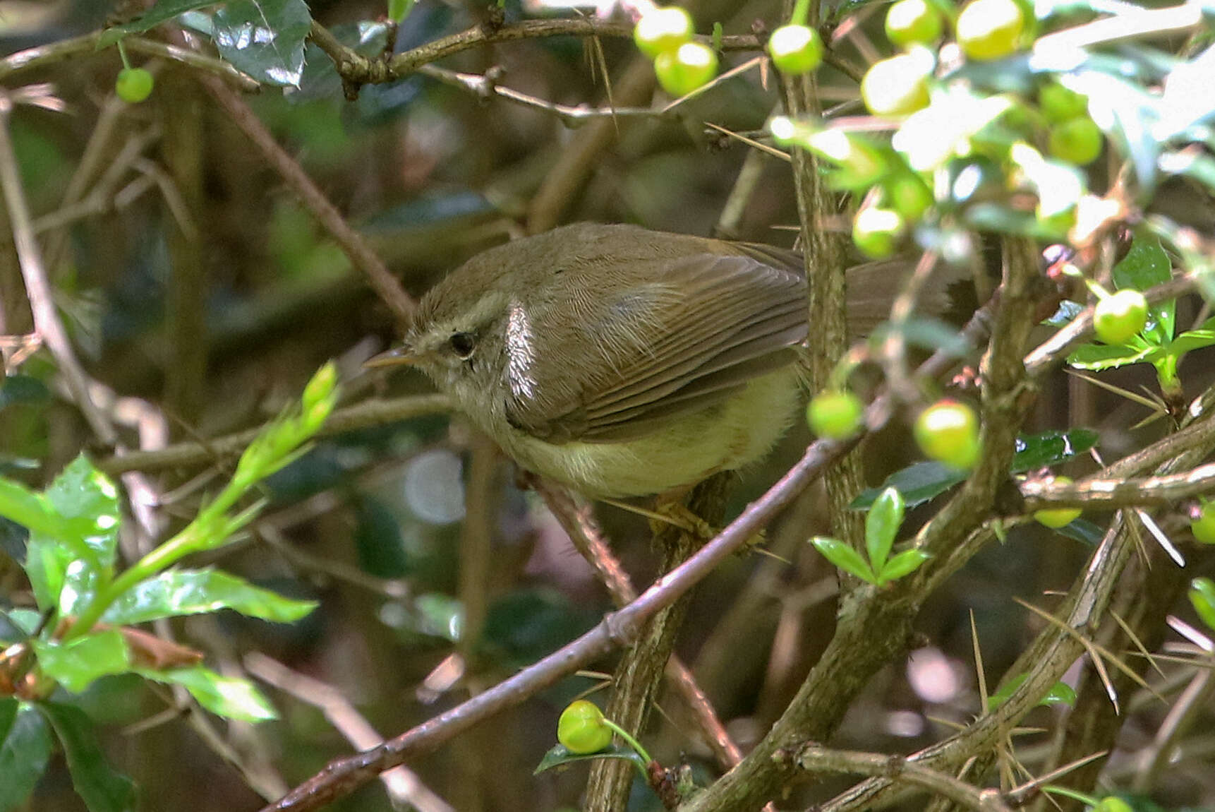 Image of Yellow-bellied Bush Warbler