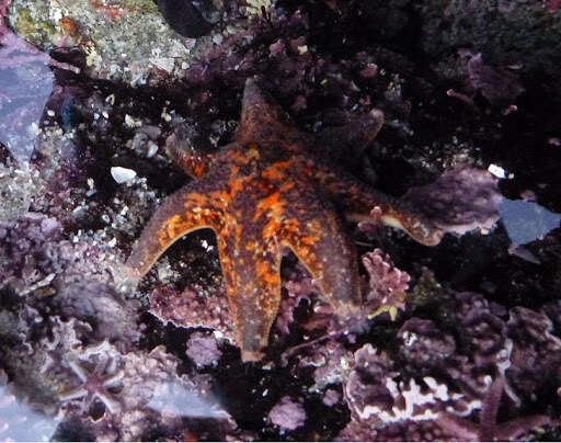 Image of Bat star