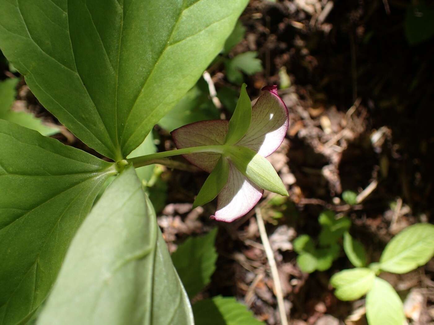 Image of sweet wakerobin