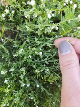 Image of sagebrush combseed