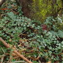 Image of Asplenium flabellifolium Cav.