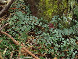 Image of Asplenium flabellifolium Cav.